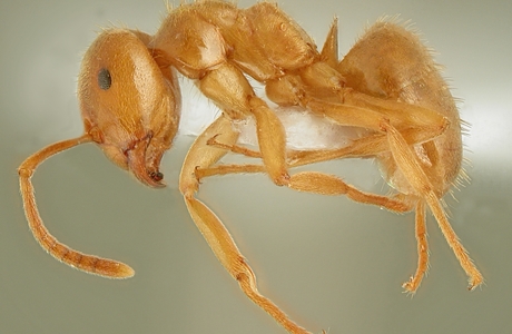 Zitronengelbe Schattenameise  (Lasius citrinus) - © Lech Borowiec
